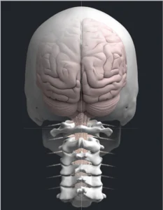 upper_cervical medical illustration of the upper cervical spine
