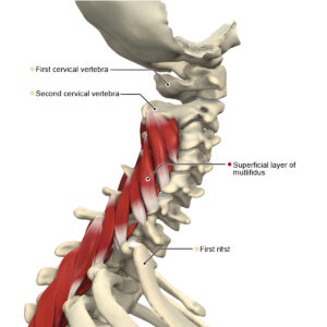 cervical muscles 3D illustration of cervical muscles in the neck