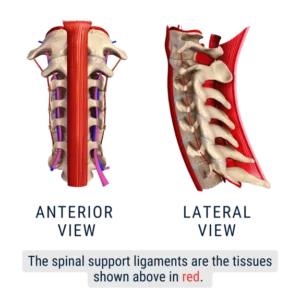spinal ligaments 3D illustration of spinal support ligaments